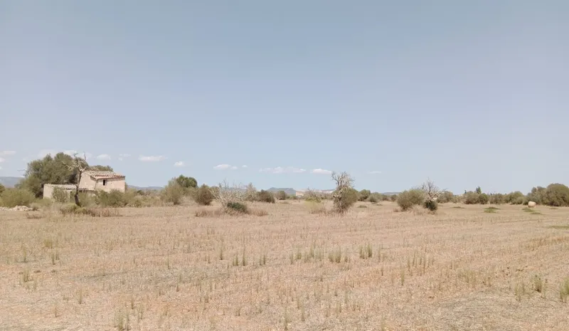 Stunning rustic land with planning project near Campos, Mallorca — photo 4