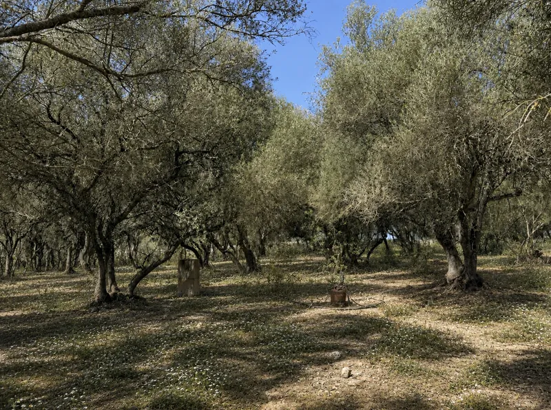 Plot with a fantastic new construction project in a magnificent private location, in Son Mesquida, Felanitx — photo 4