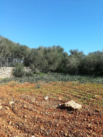 Large plot near Campos in wooded area — T 06 CM — photo 6