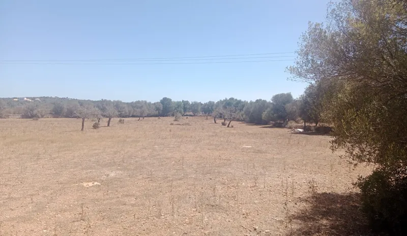 Ultimate rustic plot in Ses Salines, Mallorca for sale — photo 6