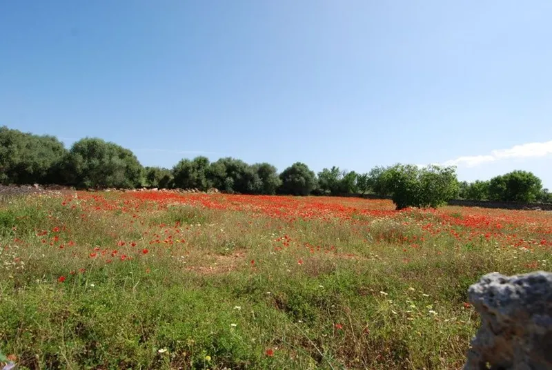 Plot of approximately 18.000m2 a few minutes from Ses Salines — photo 1