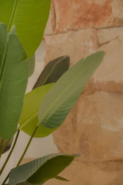 Apartment for rent in El Mercat, Palma de Mallorca — photo 2