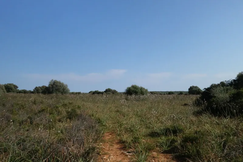 Large finca plot with planning permission and open views near Santanyí — photo 4