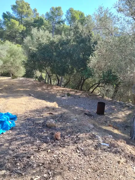 Se vende finca rústica en Son Net, a 2 km del pueblo, zona arbolada, tranquila y naturaleza al máximo. Carretera asfaltada hasta finca. Disp — photo 5