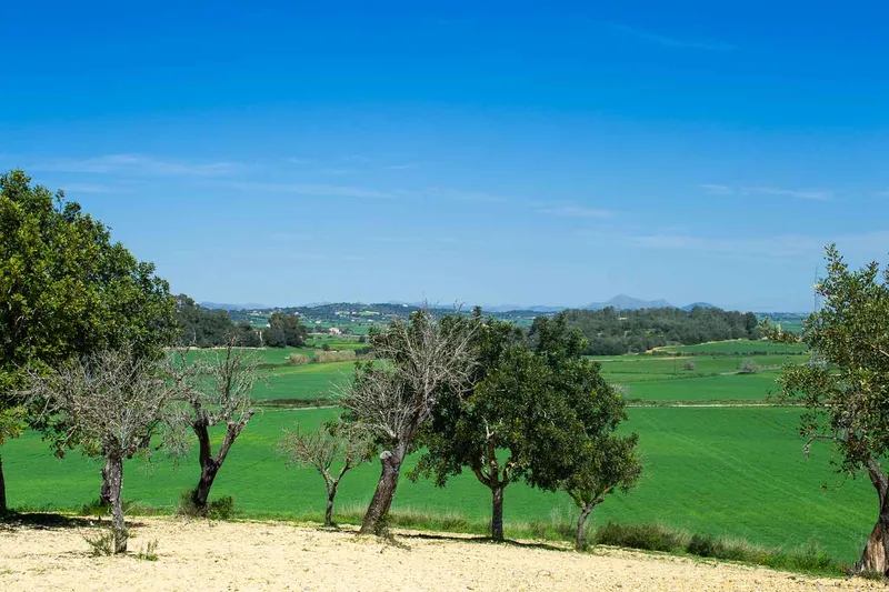 Sineu / Maria de la Salut – Building plot with 21,500 m2 in prime hillside location — photo 3