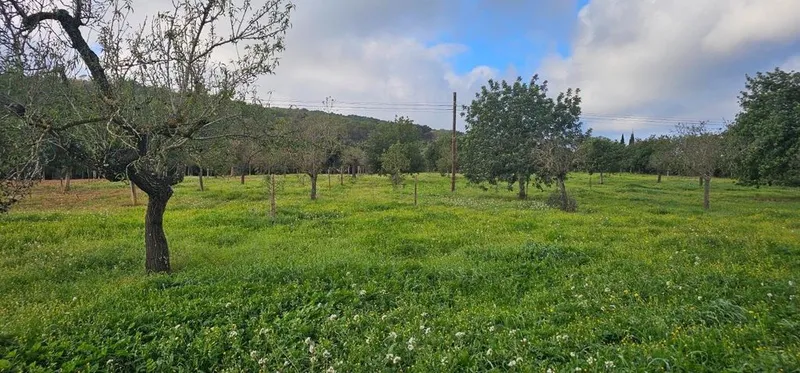 Land in Santa Eugènia, Province of Balearic Islands — photo 7