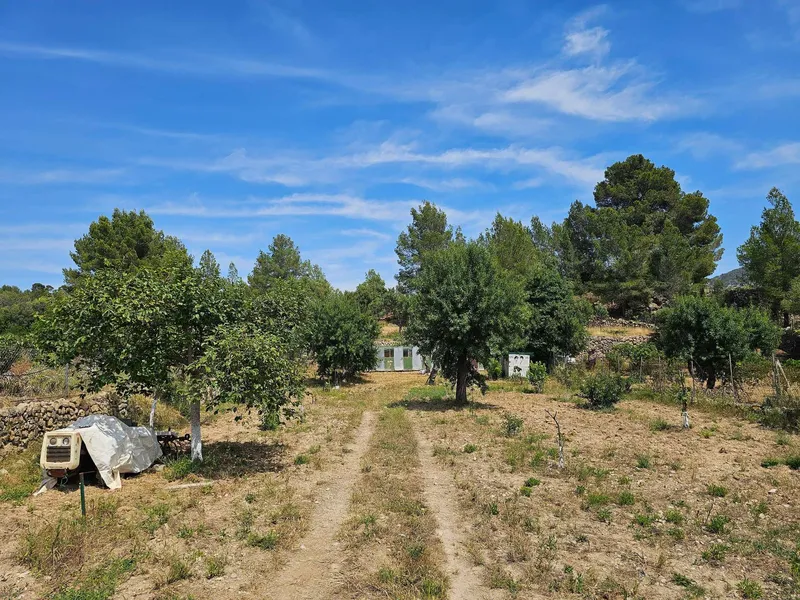 Quiet agricultural property in Calvià - 3,500 m² of nature, privacy and rural charm — photo 7