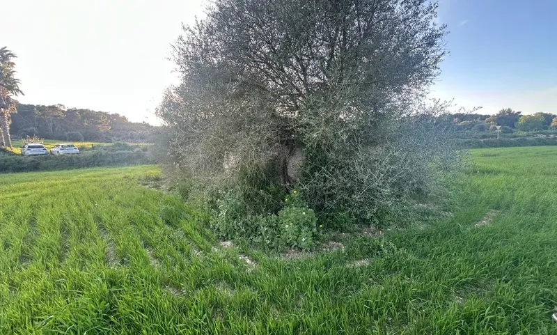Rustic finca in Sant Joan — photo 3