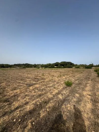 Rural Land - Sineu, Plot Surface 21,300 m² — photo 5