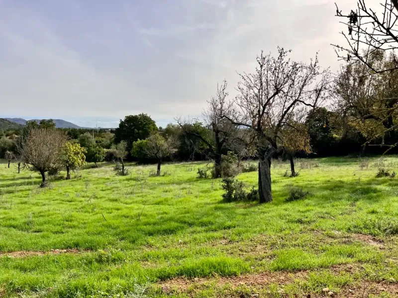 Finca with project in Campanet, near 17,400 m2 of land, with views of the Serra de Tramontana and the area of the Caves of Campanet — photo 4