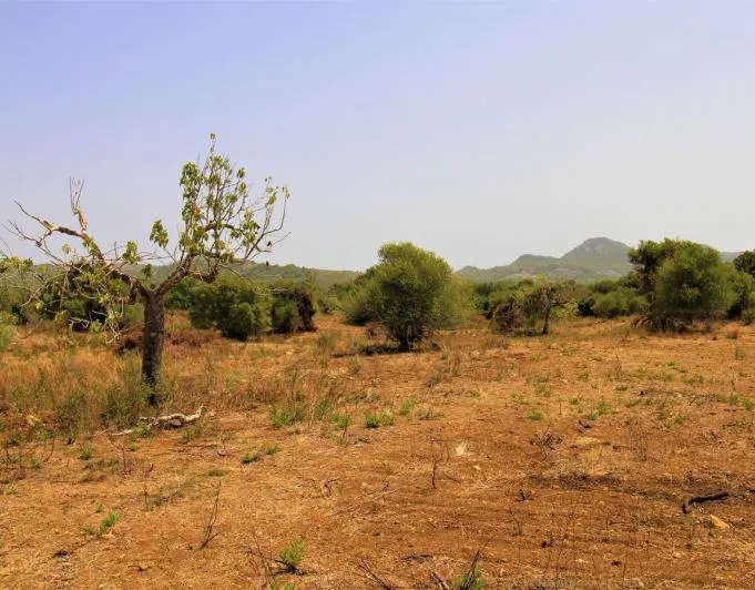 Beautiful rustic finca near the village of Arta — photo 7