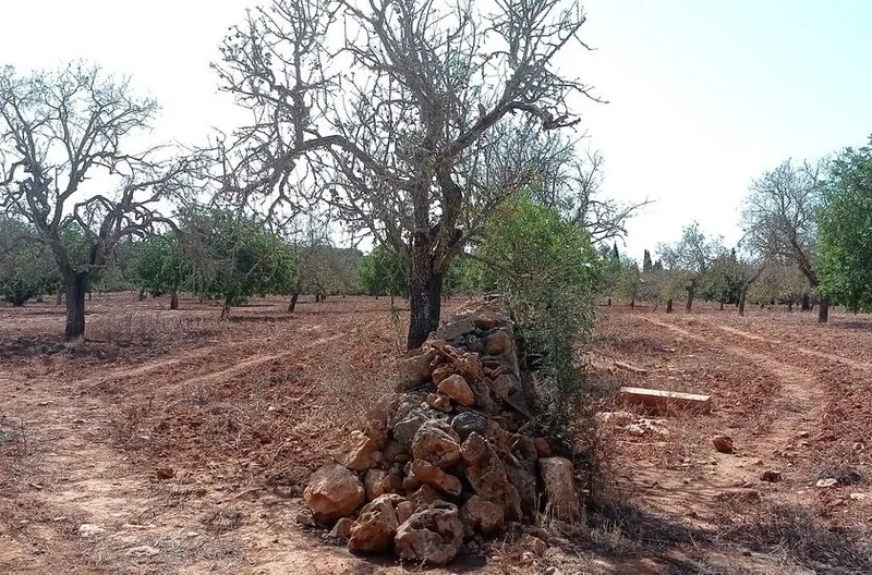 Rustic building plot between Cas Concos – Santanyi — T 22 CM — photo 3