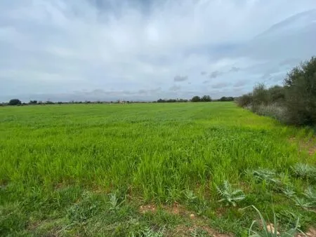 Rural Land - Felanitx, Plot Surface 15817m² — photo 7