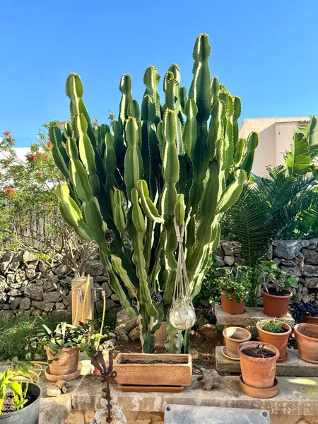 Finca/Country House for sale in Cala Llombards, Santanyí, Mallorca — photo 5