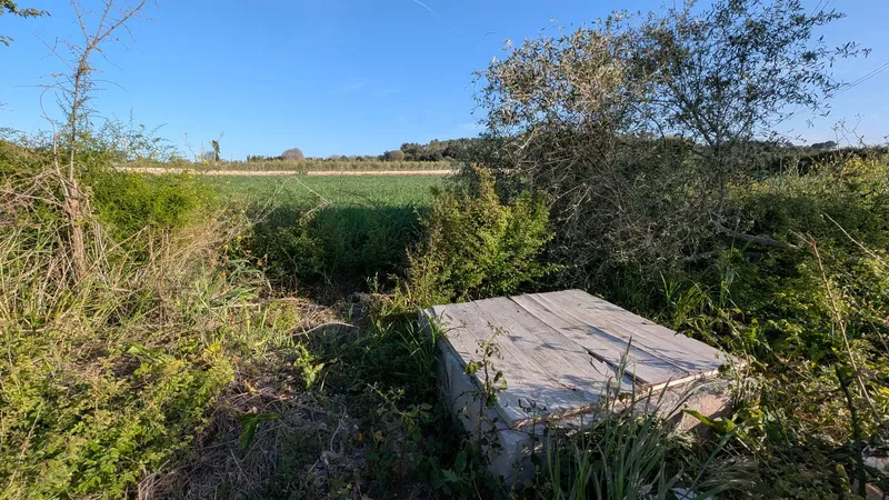 Plot of 15,250 m2 in Muro with views of the Tramuntana — photo 2