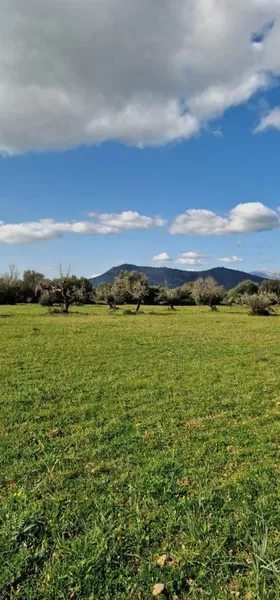 Rural land - Llubí (outskirts of Llubí), plot surface 14,964 m² — photo 1