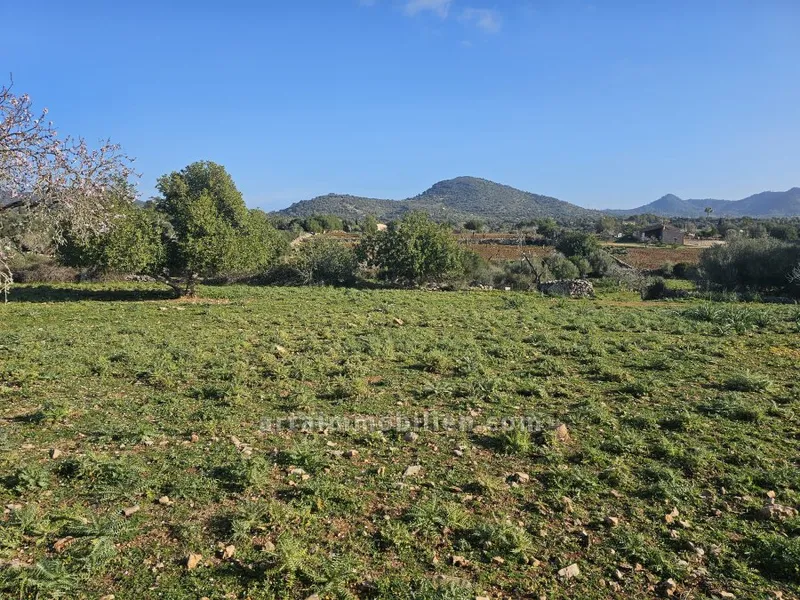 Plot in San Lorenzo — photo 1