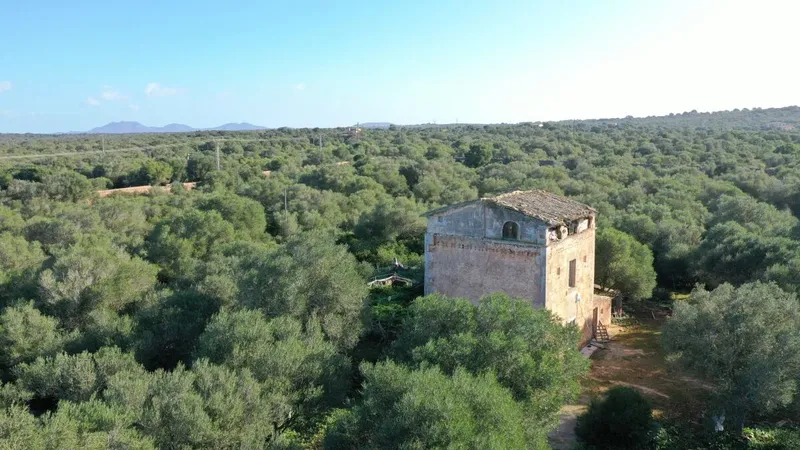 Big finca near Campos with many possibilities — photo 3