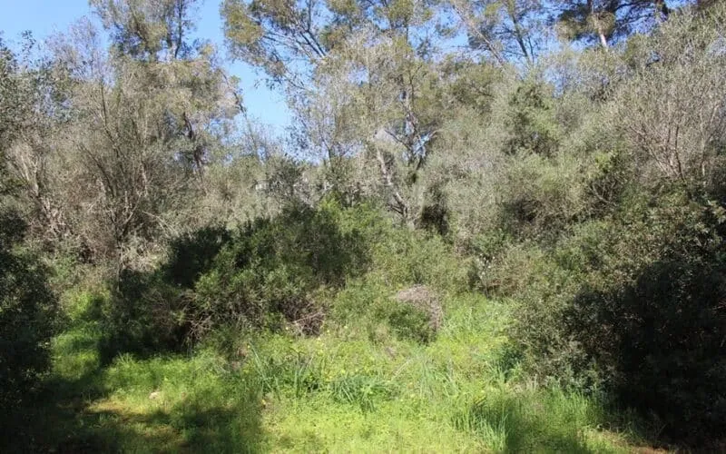 Building plot near the beach in Cala Murada – PM07382 — photo 1