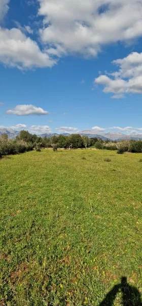 Rural land - Llubí (outskirts of Llubí), plot surface 14,964 m² — photo 8