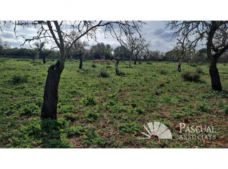 Finca with project for sale in Santa Margalida — photo 5