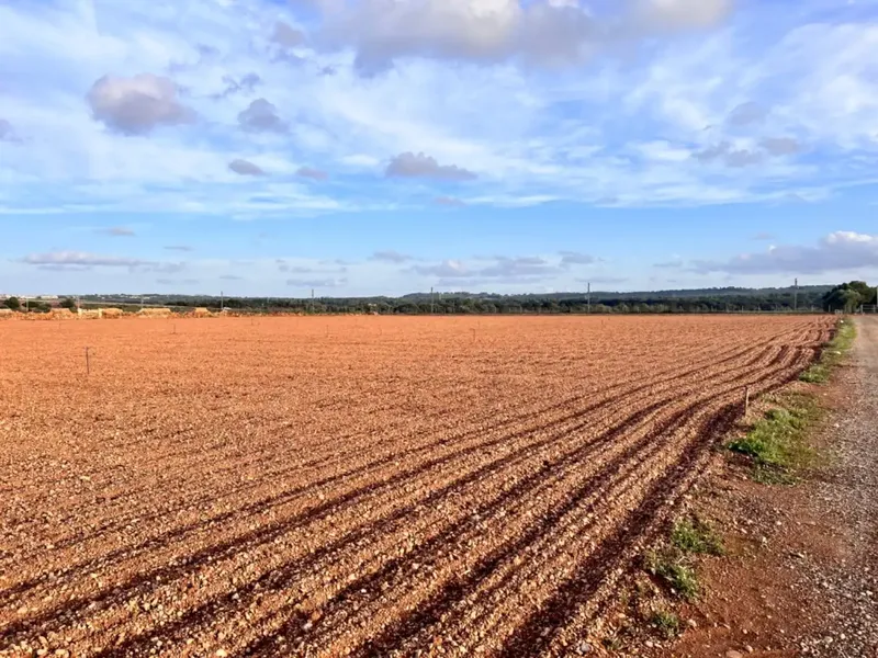 Rustic estate for sale, between Llubí and Muro, about 39,000 m2 of land, with several constructions, a large safareig, an agricultural warehouse and — photo 11
