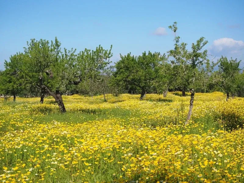 Nice rustic plot near Sa Rápita with project for a single-family house and pool — photo 1