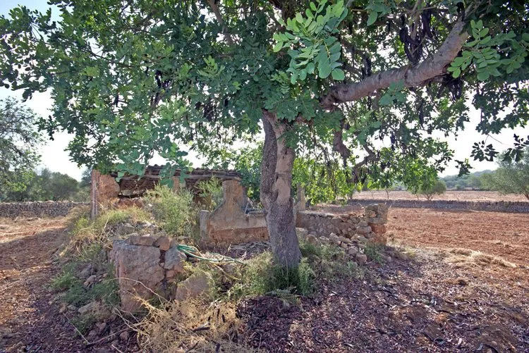 Campos, a large rural estate with potential F02906 — photo 6