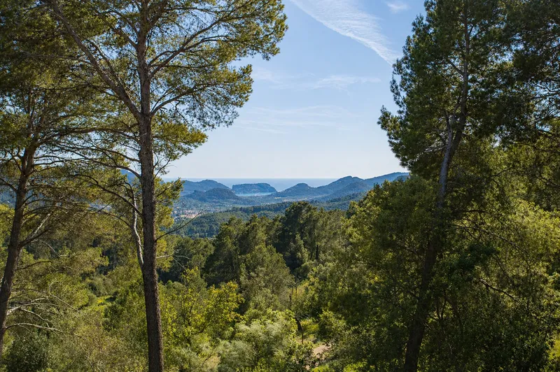 Finca with port views and holiday license in Andratx — photo 4