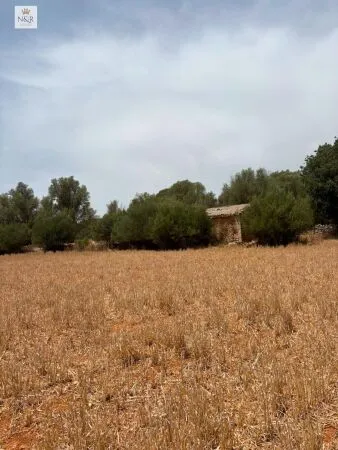 Rustic property in Sencelles (Cas Canar) with 25 m² built area and 48,266 m² plot — photo 12