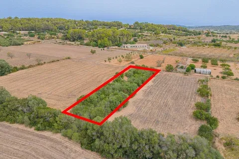 Land in Porreres, Mallorca — photo 1