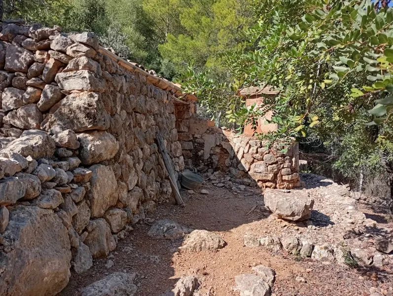Sunny olive grove in Fornalutx — photo 7