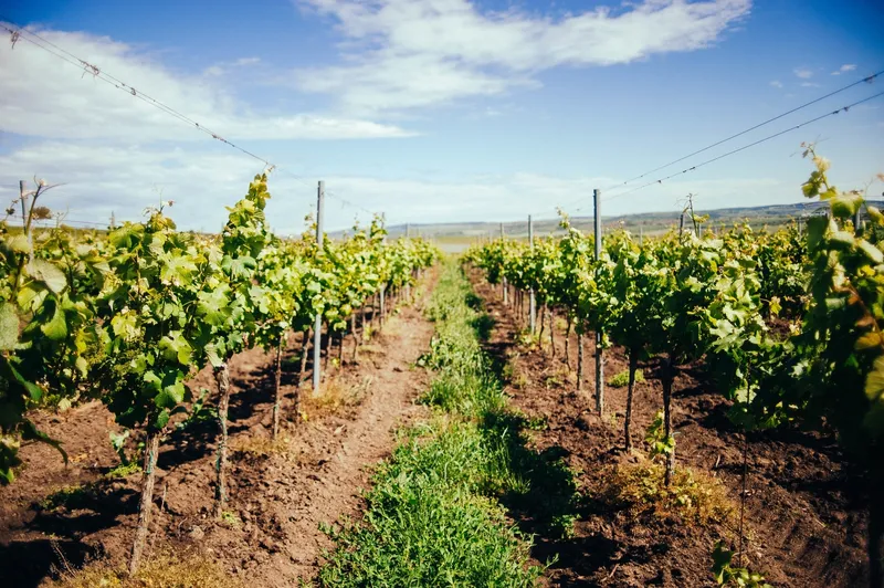 Cultivated vineyard for sale near Vilafranca, SL can be purchased as well — photo 2