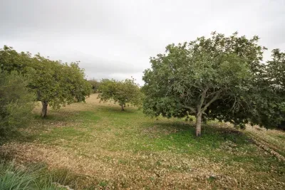Land for sale Sant Llorenç des Cardassar — photo 1