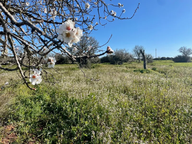 Peace and space: finca project between Campos and Sa Ràpita — photo 6
