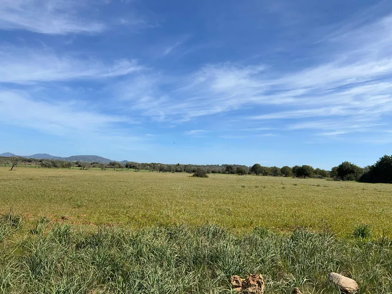 Plot in Ses Salines: The Perfect Place to Create Your Home in Mallorca — photo 11