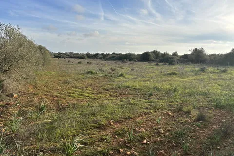 Land in Santanyi, Mallorca — photo 4