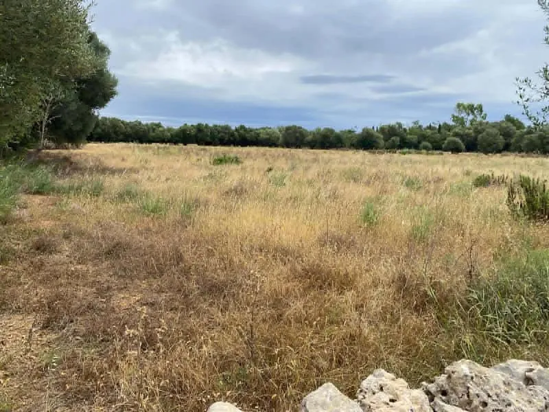 Building plot with project between Felanitx and Campos — photo 6
