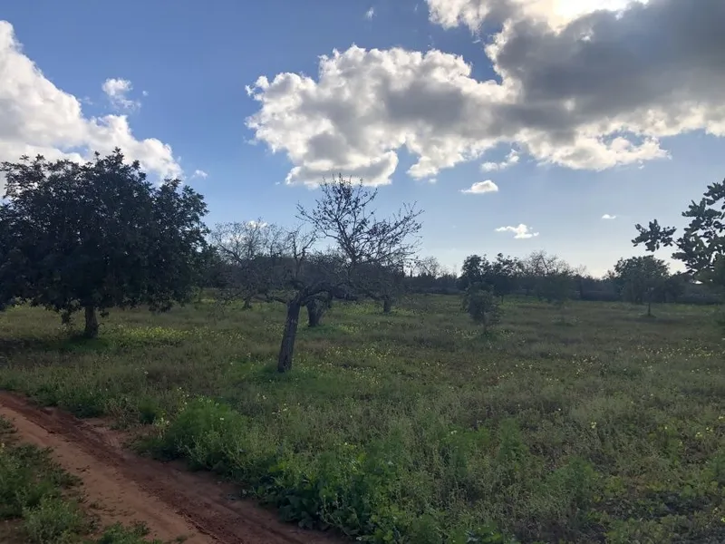 Plot very well located between Santanyi and Cas Concos — photo 2