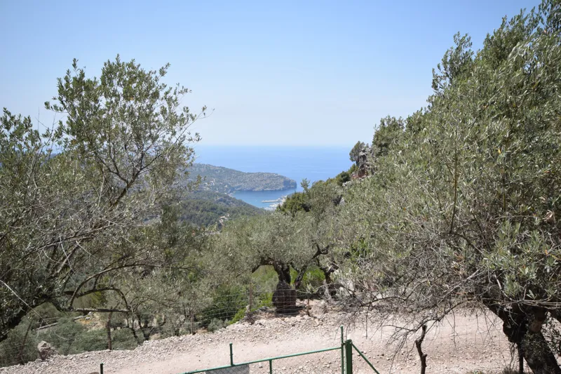 Olive groove with small cottage in the mountains of Sóller — photo 2