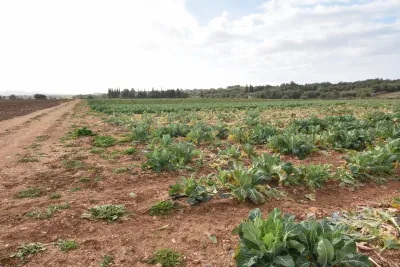 Arable land in Manacor — photo 1