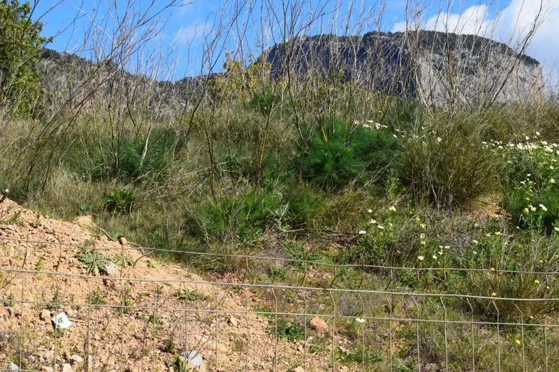 Plot to build two single-family homes in Alaró — photo 1