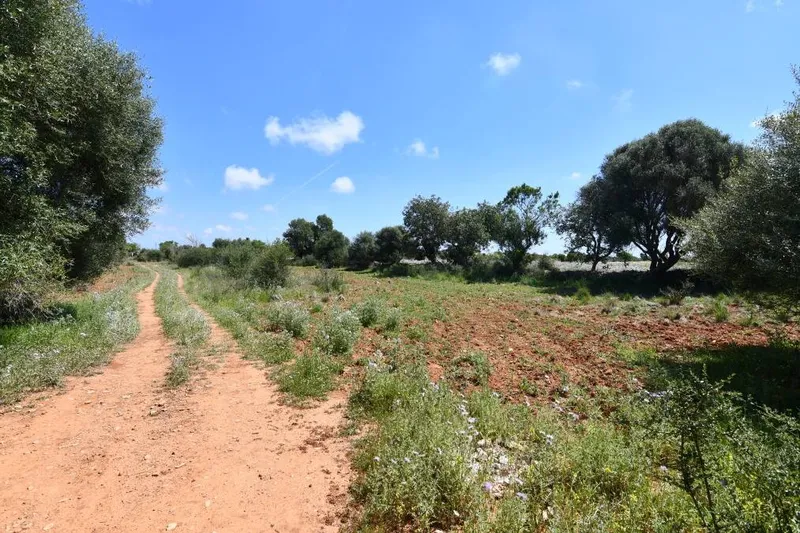 Plot land with basic project, electricity and water just 900 meters from Santanyi — photo 4