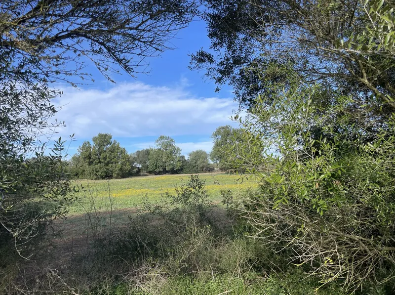 Plot in a charming location, Campos – Son Mesquida — photo 9
