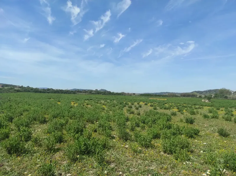 For Sale: Magnificent Estate of 24,800m2 with Project for a 350m2 Single-Family Home in Sineu — photo 10