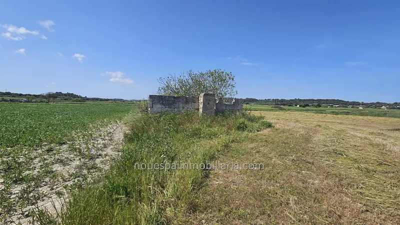 Rustic finca in Muro — photo 8