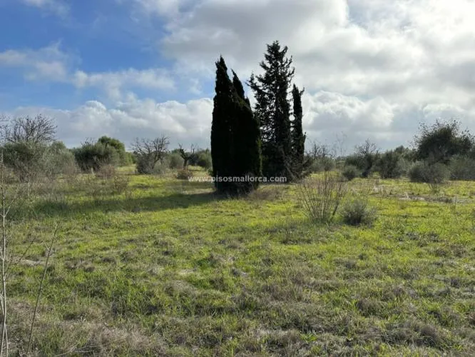 Plot in Santa Maria, Son Llaut Industrial Area — photo 4