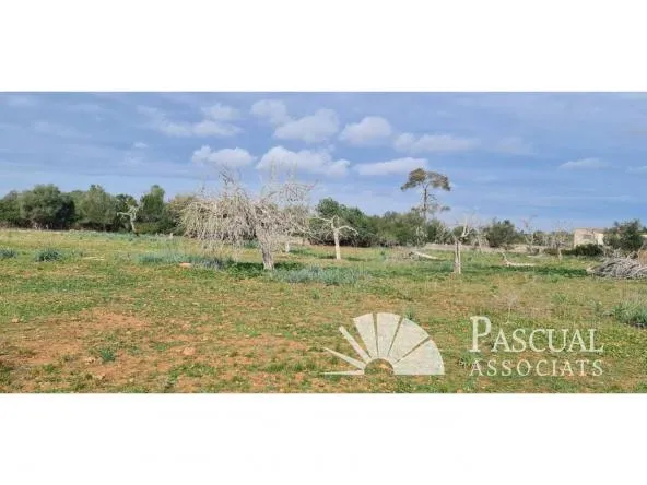 Finca with project for sale in Santa Margalida — photo 1