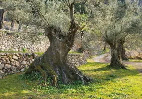 Finca in a Charming and Unique Setting — photo 9