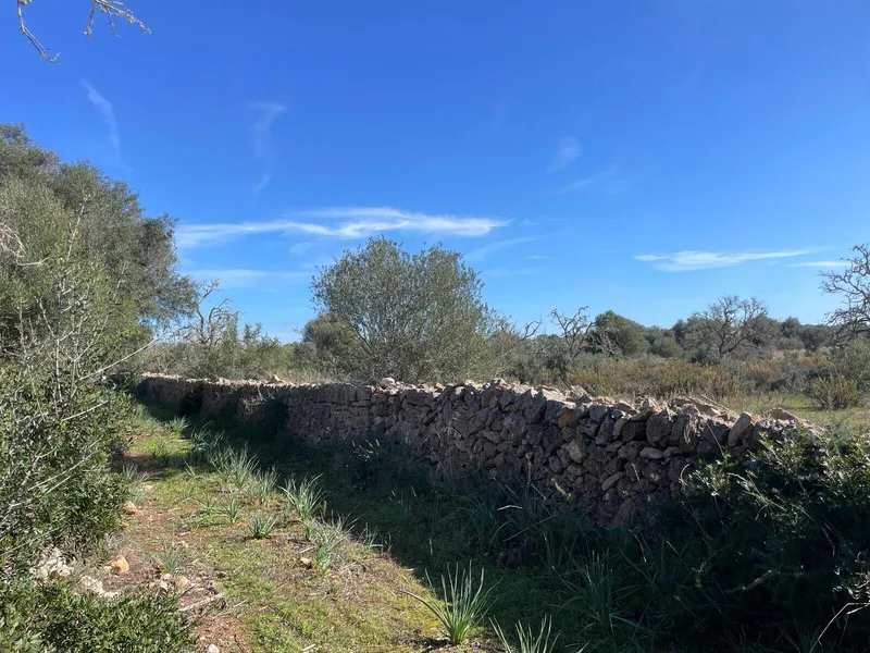 Project for a single-family house with pool, Ses Salines — photo 4